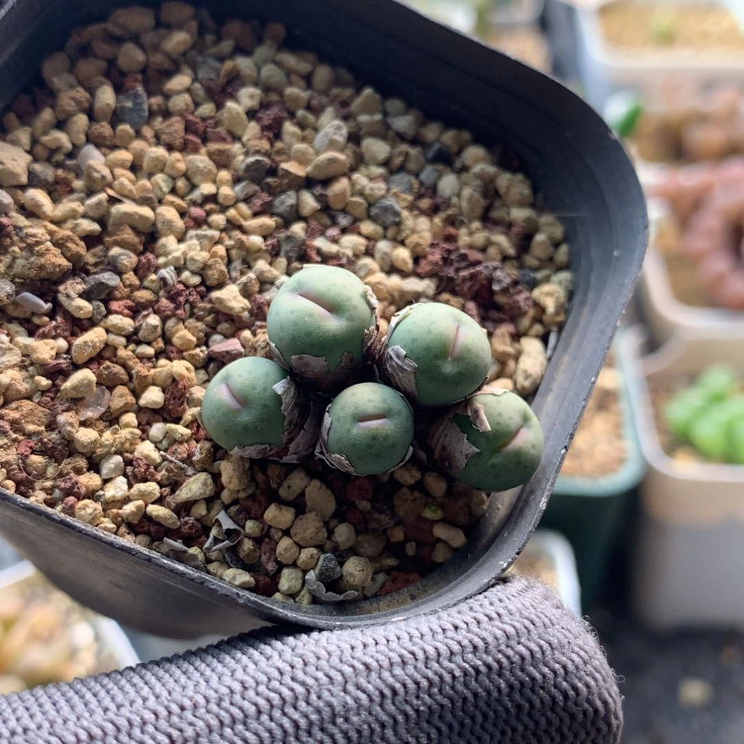 727奶油嘴母本一颗