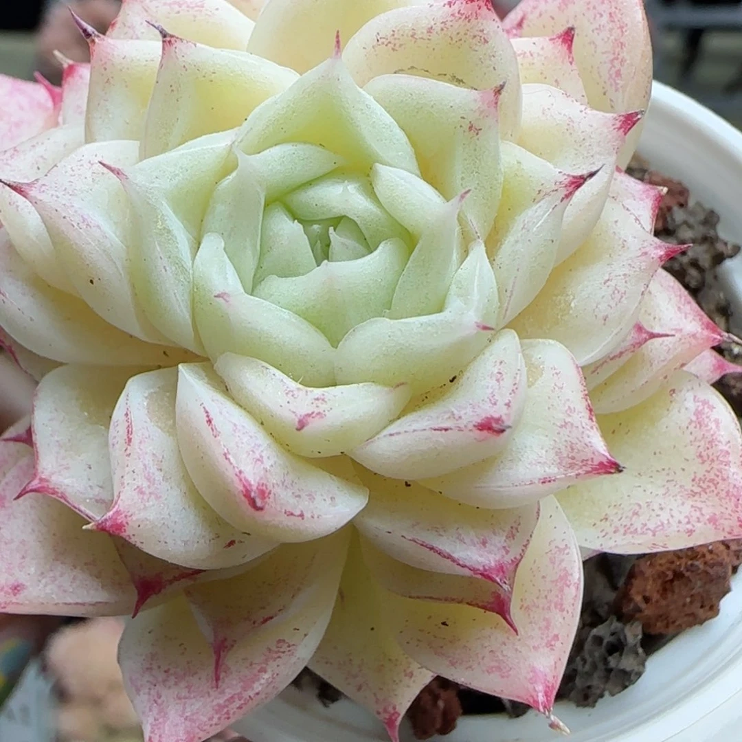 花语逸境0221-759
