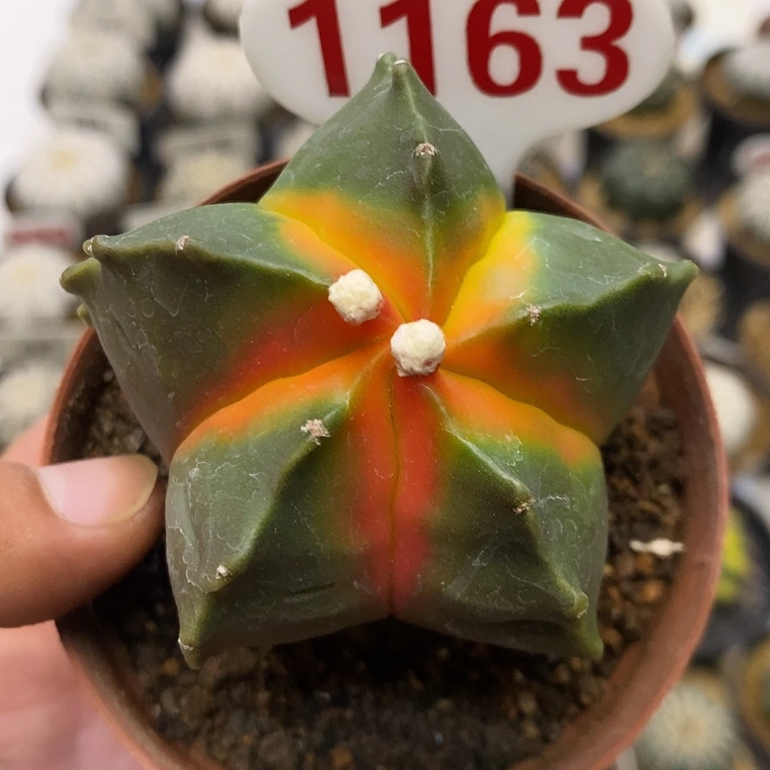 1163红叶鸾福利特价来了哦