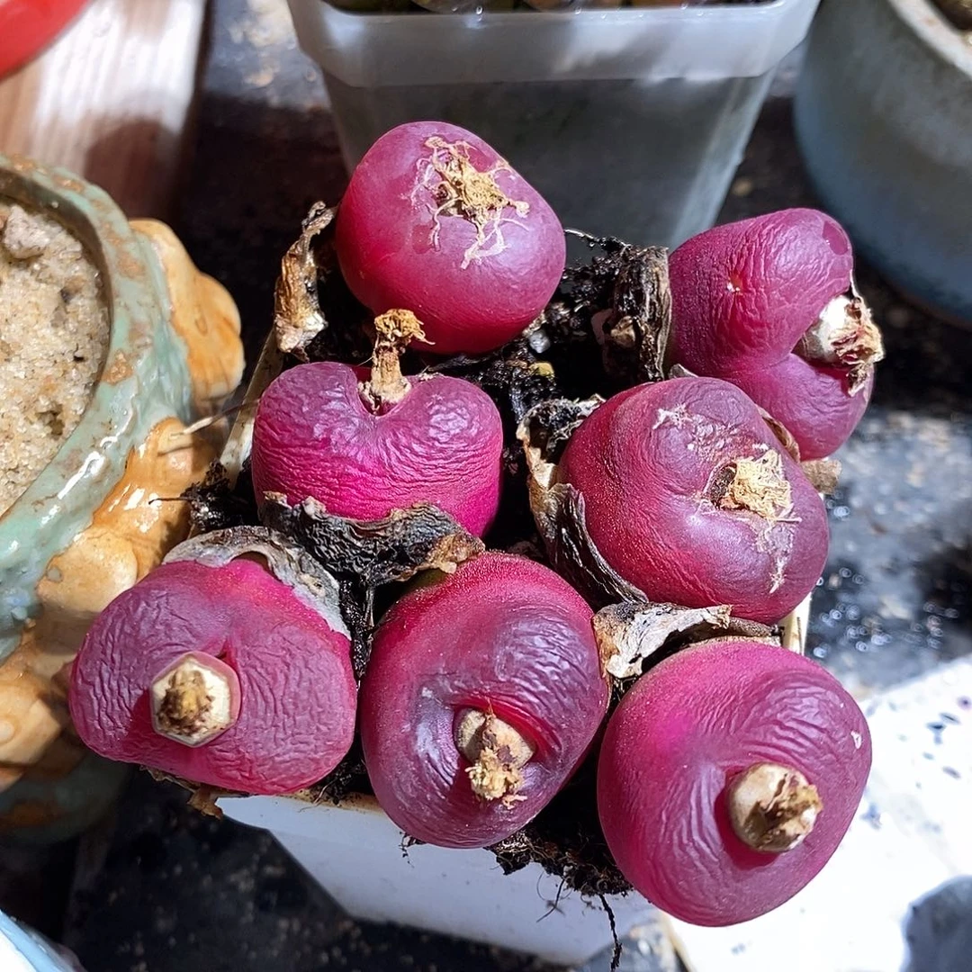 1.8厘米单头大红蟠桃一颗。