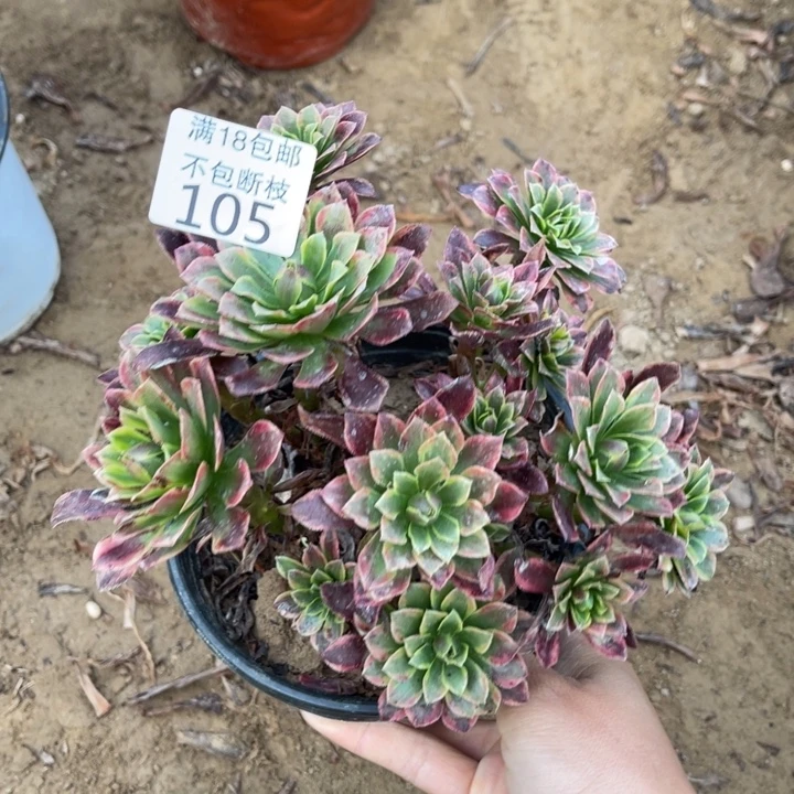 105朝霞绣球1号棚