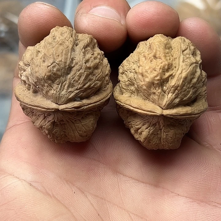 核桃66号恶霸金蟾37尺