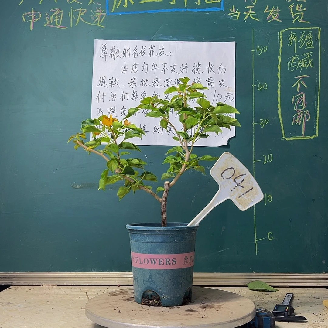 当前无花栽培后可以开花蒙娜丽莎黄 041