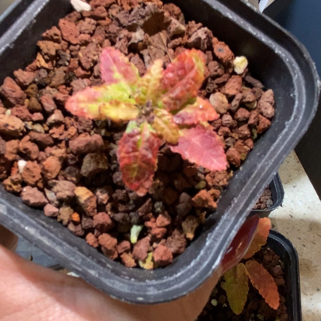 一****娜娜乳香变异实生株