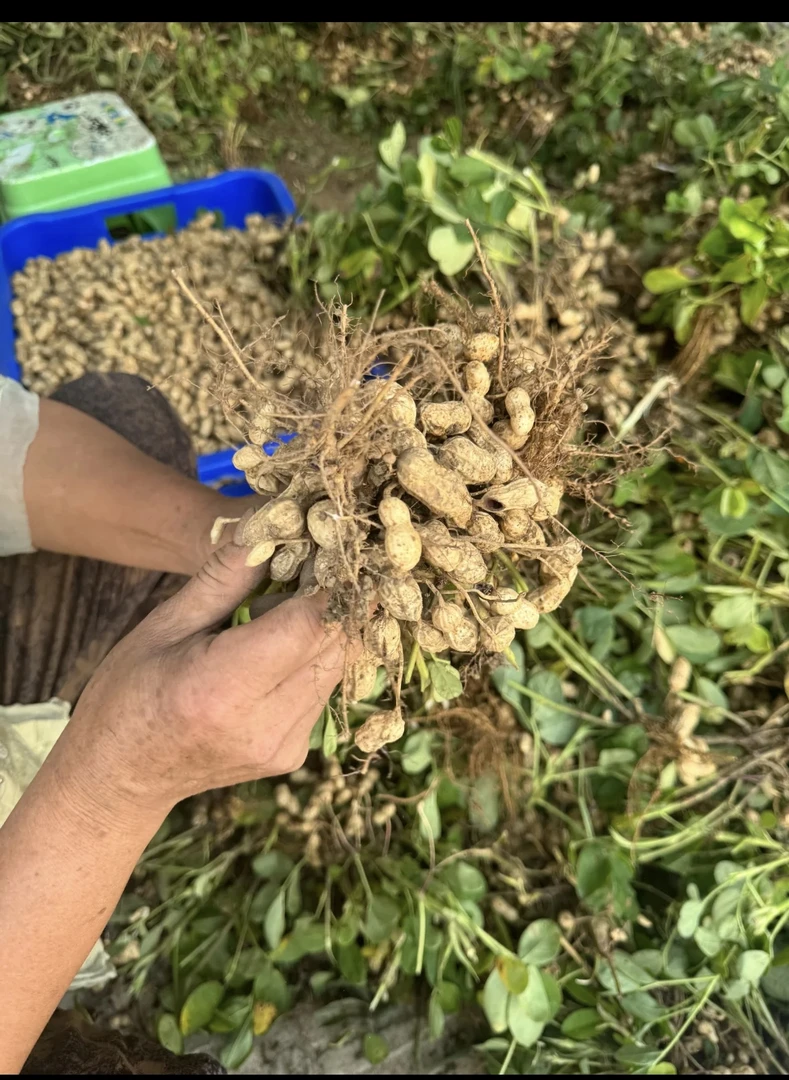 贵州高山新鲜花生 当季现挖红皮小籽 农家自种带泥现货