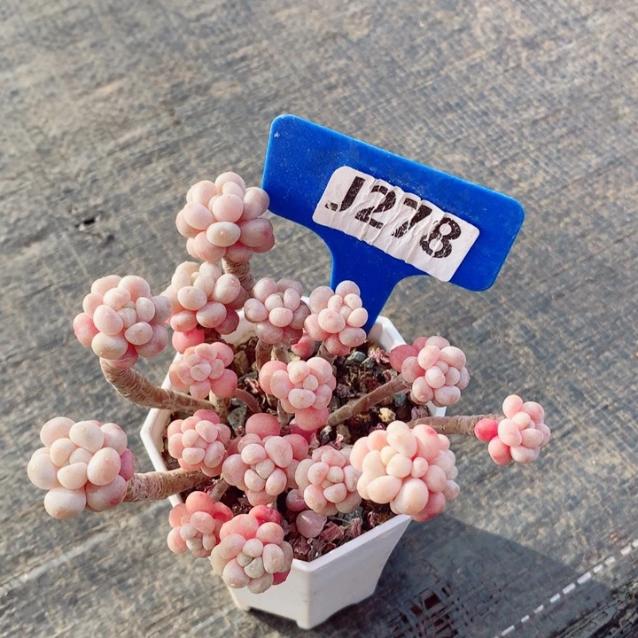 ~*～鱼子酱8cm多肉植物