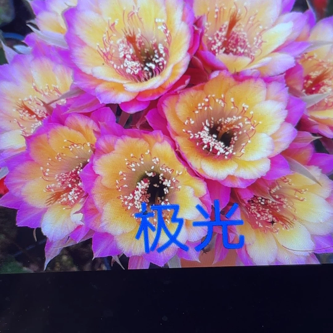 2颗极光丽哈瑕侧牙20包邮39