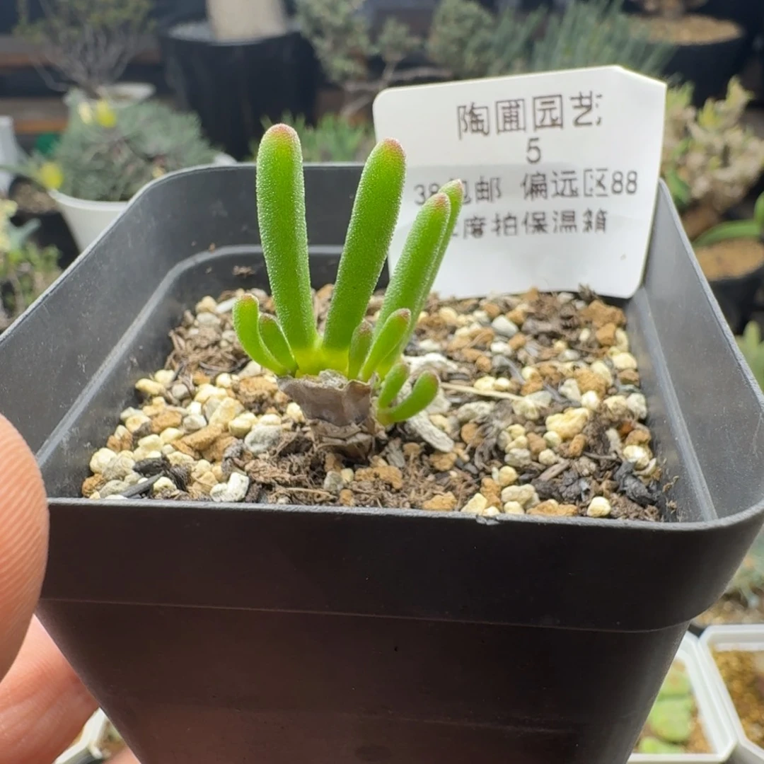 5号碧光环多肉。