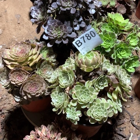 Y****780五颗法师多肉植物