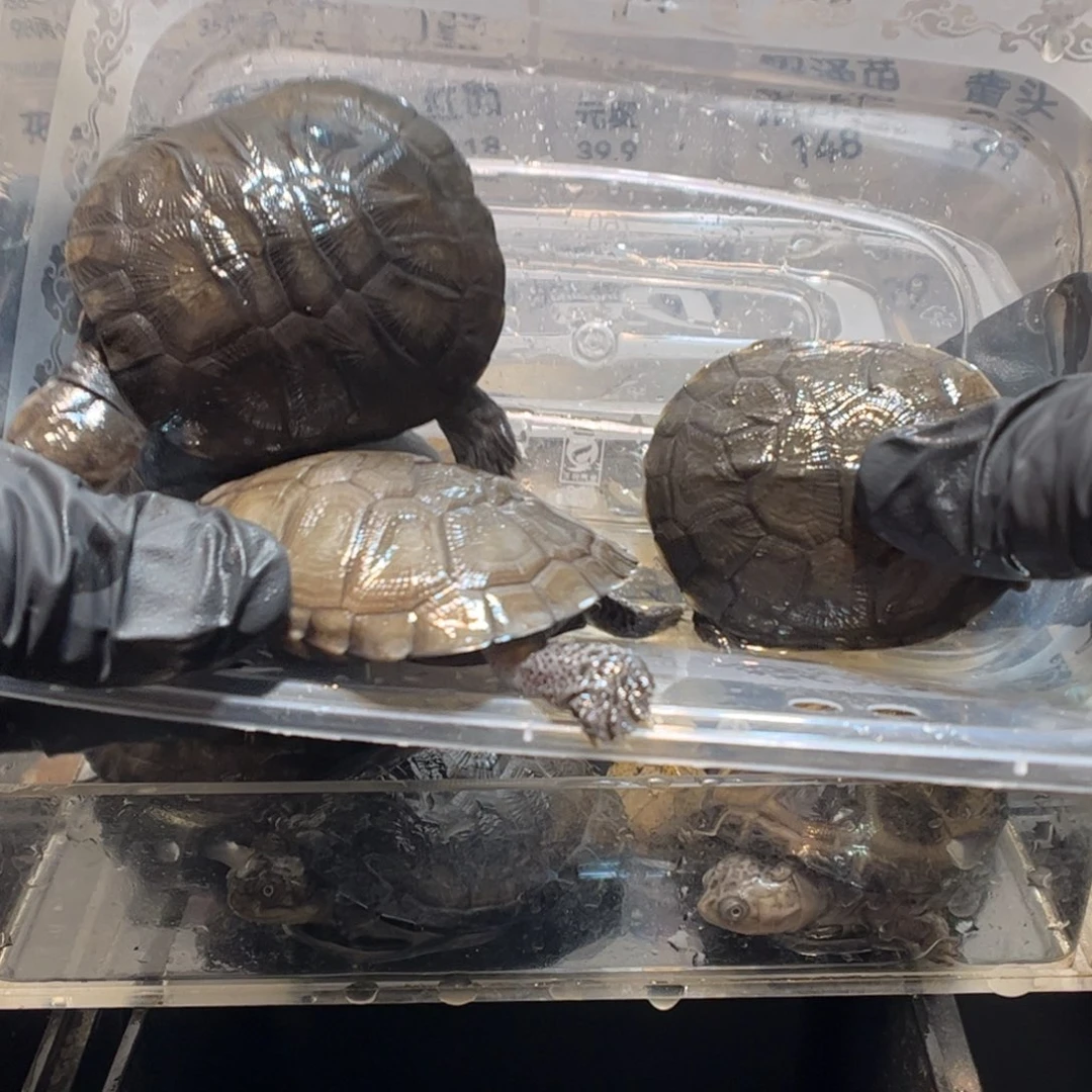 我***觉绿毛龟母3个瑕疵沼泽