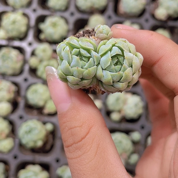 91精品羊脂球2颗一组