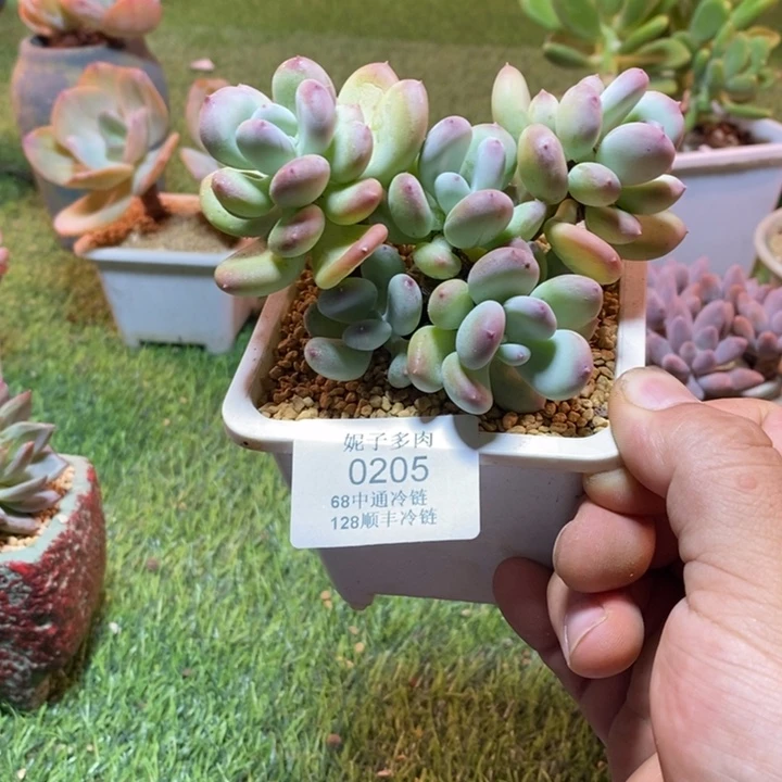 0205啊啊啊啊啊啊啊啊啊啊啊啊