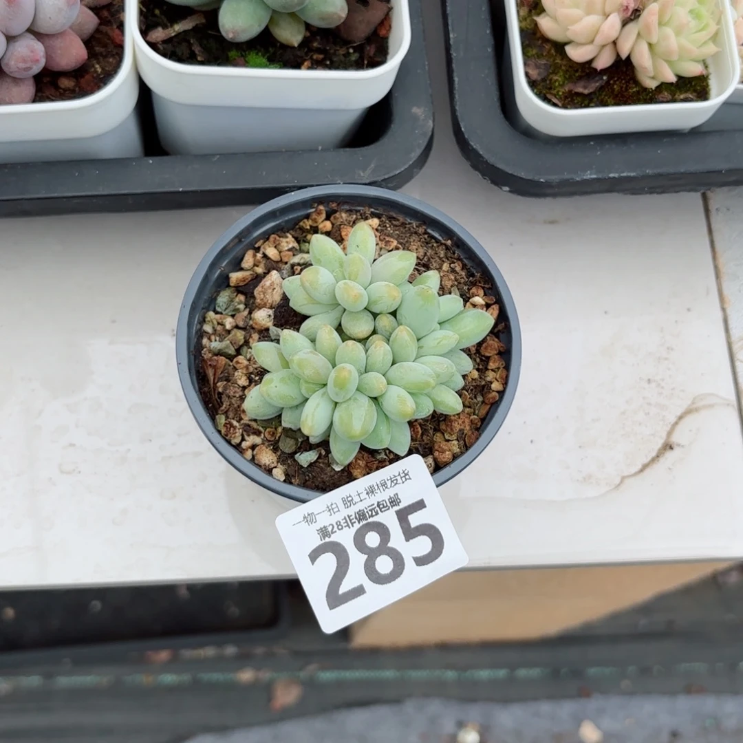 白兰地多肉无盆土发货