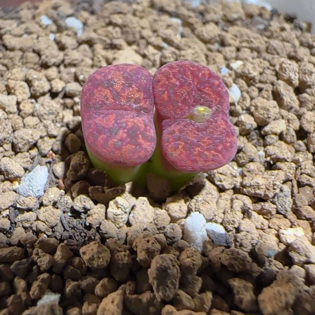 肉锥多肉植物组合-6km绒面红勋章862