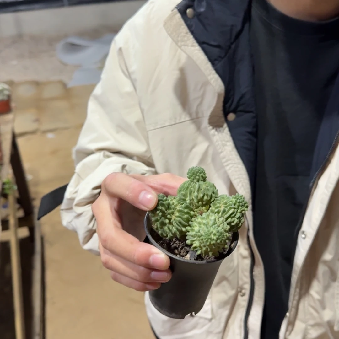 景树园艺 四头蝌蚪