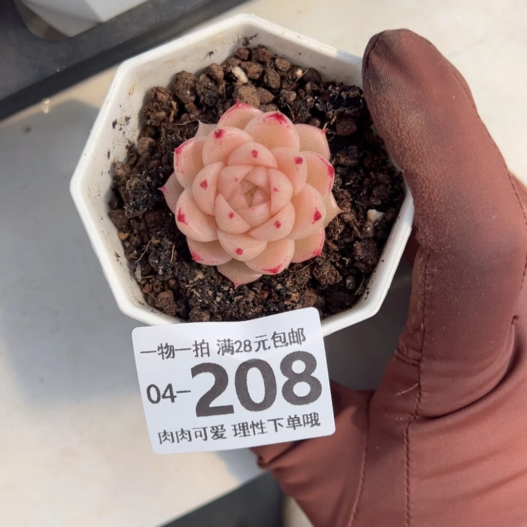 红枫多肉多肉多肉多肉