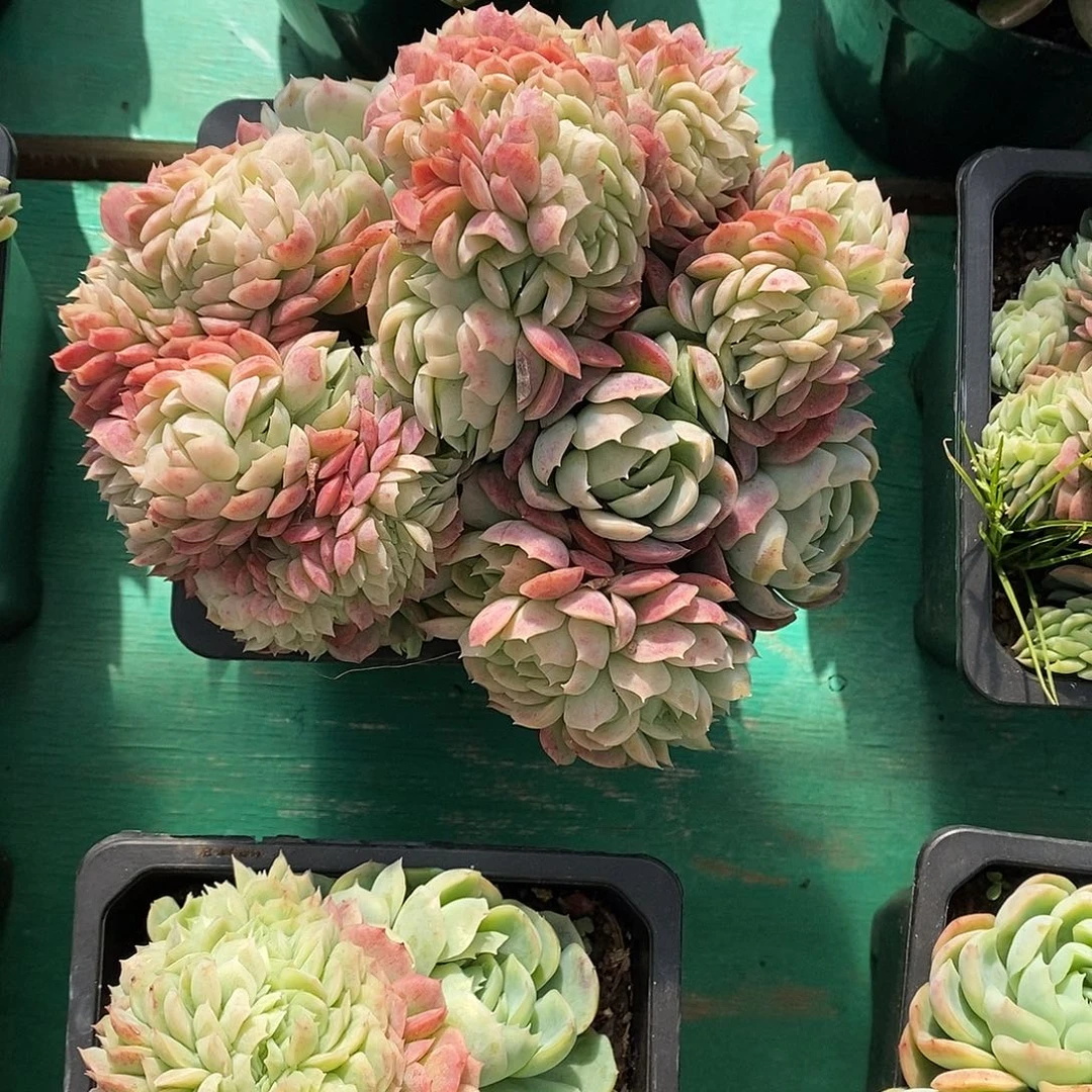 贝瑞缀 满28发货。