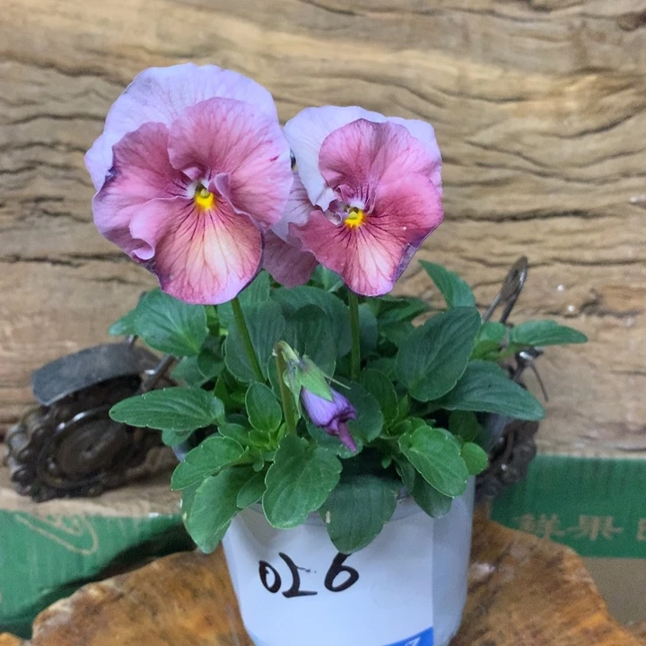 无花朵角堇盆苗一物一拍12盆026