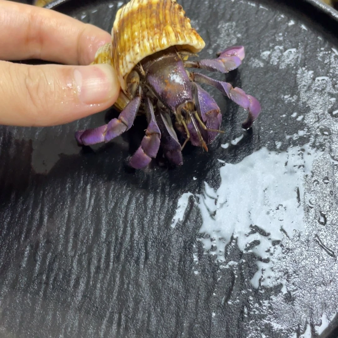 寄居蟹。寄居蟹。。寄居蟹