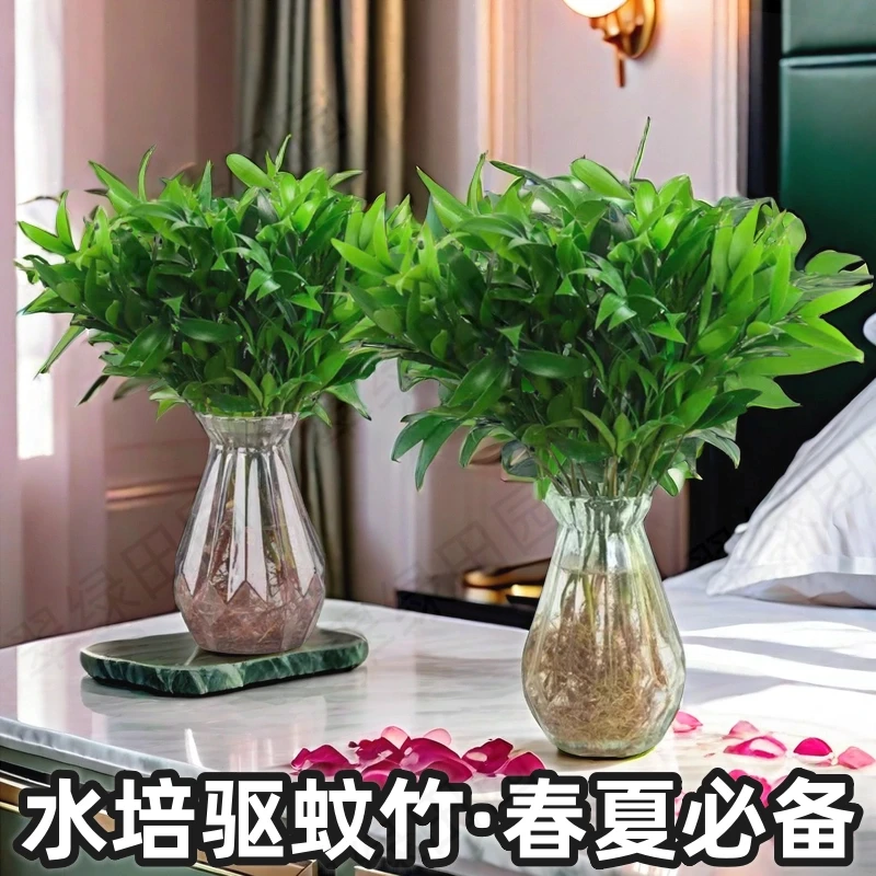 驱蚊竹柏绿植水养客厅盆景植物盆栽花卉办公室内防蚊好养易活水培