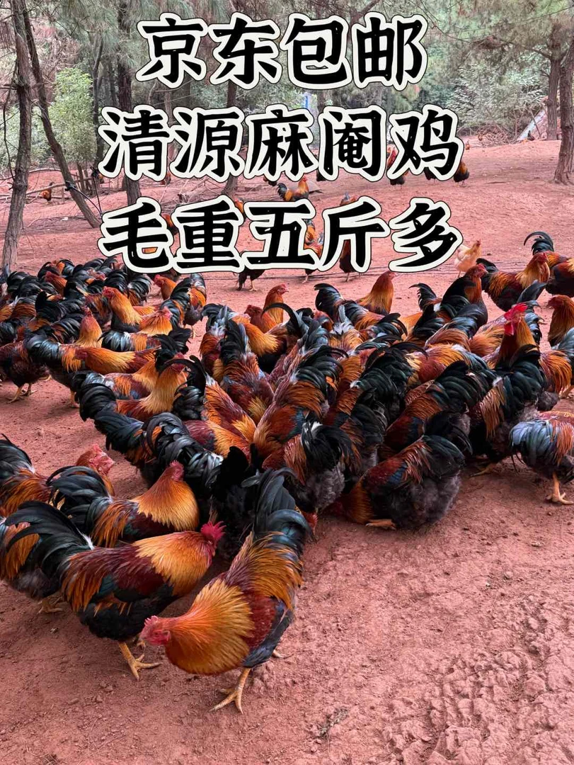 【京东包邮】清远麻阉鸡散养一年黄皮黄油农家正宗土鸡整只现杀锁鲜
