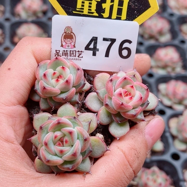 多肉植物多肉植物