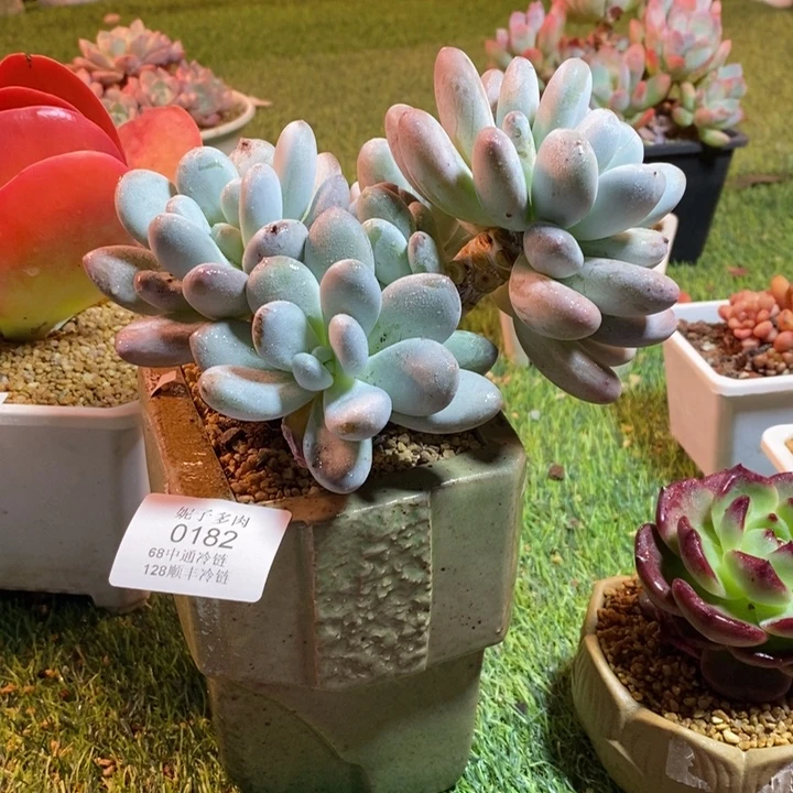 0182啊啊啊啊啊啊啊啊啊啊