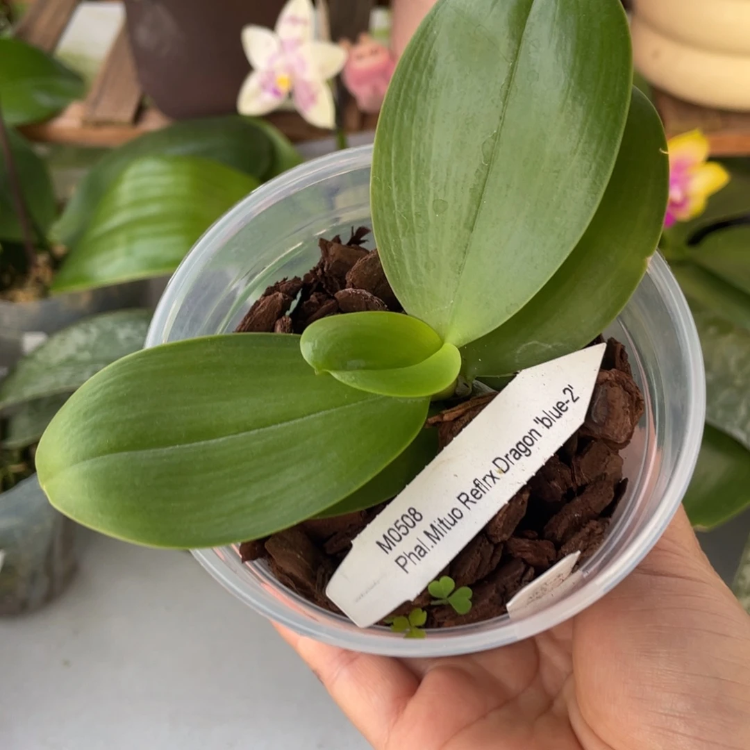 当前无花栽培后可以开花反射龙分生3寸