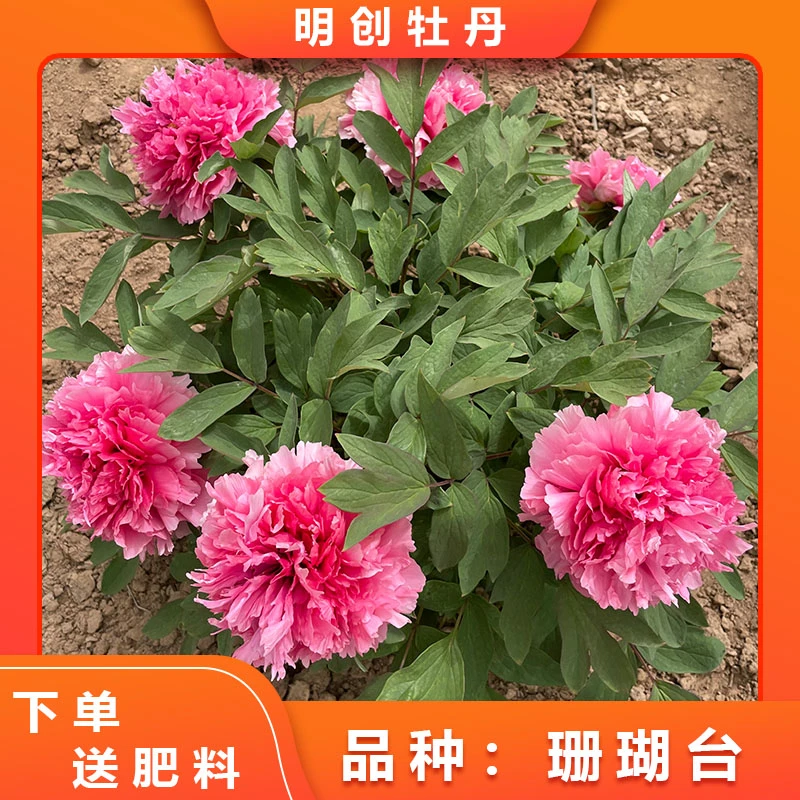 【珊瑚台】醉美牡丹带翅膀的千层重瓣大花盆栽牡丹