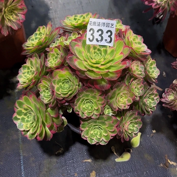 红陶海神3333000000