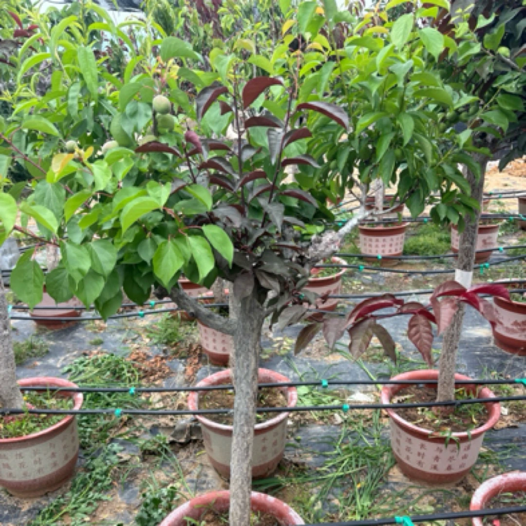 直播间一物一拍 一树多品桃李杏 多品苹果 多品梨 南北方盆栽地栽