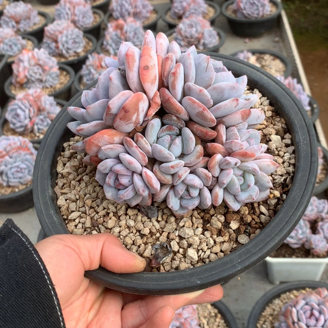 无花朵哈哈哈哈哈哈哈哈6