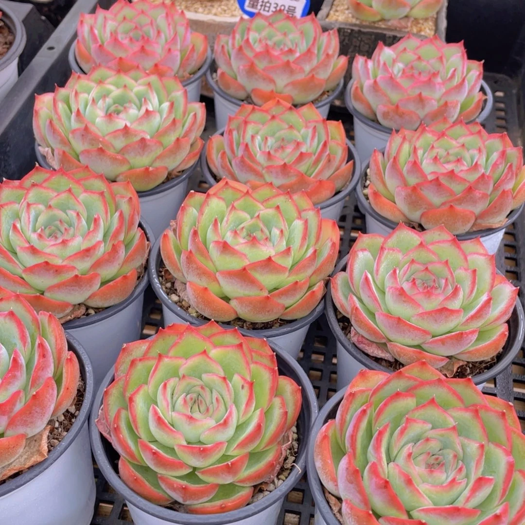 量拍39号 玫瑰花粉侧影母本大单头一个