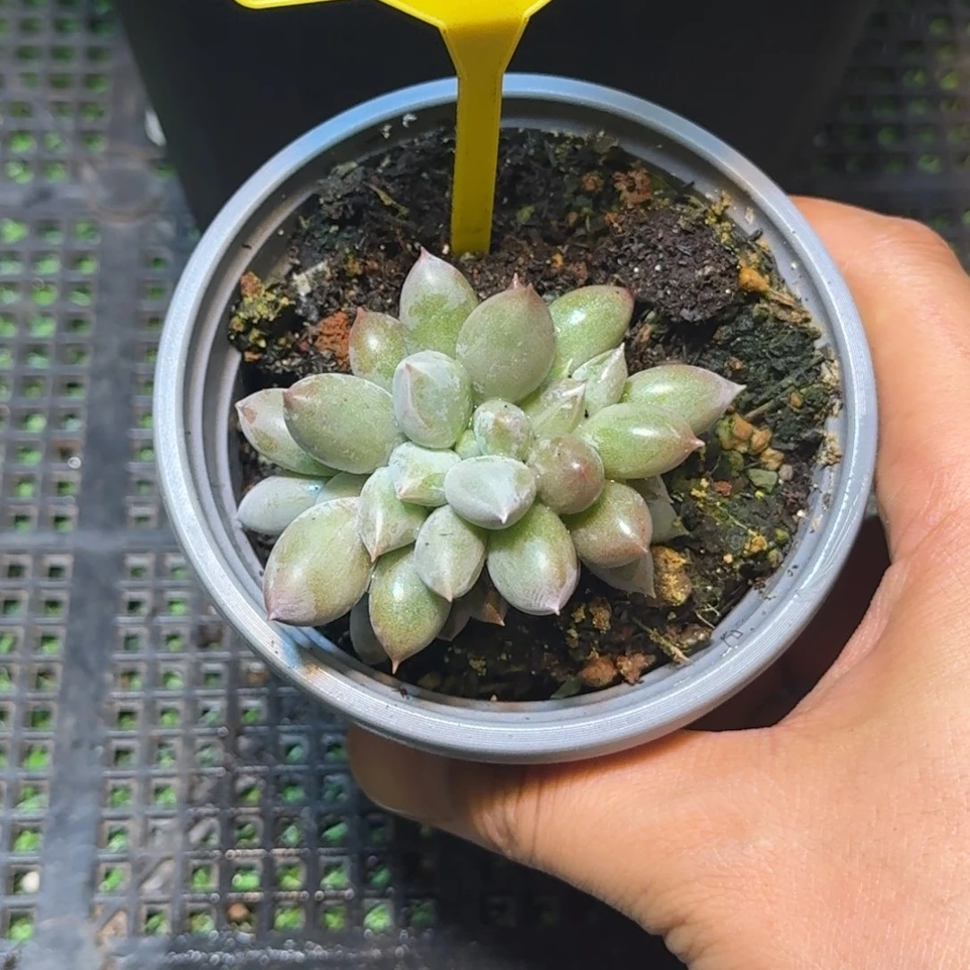 多肉植物海豚体哥特967