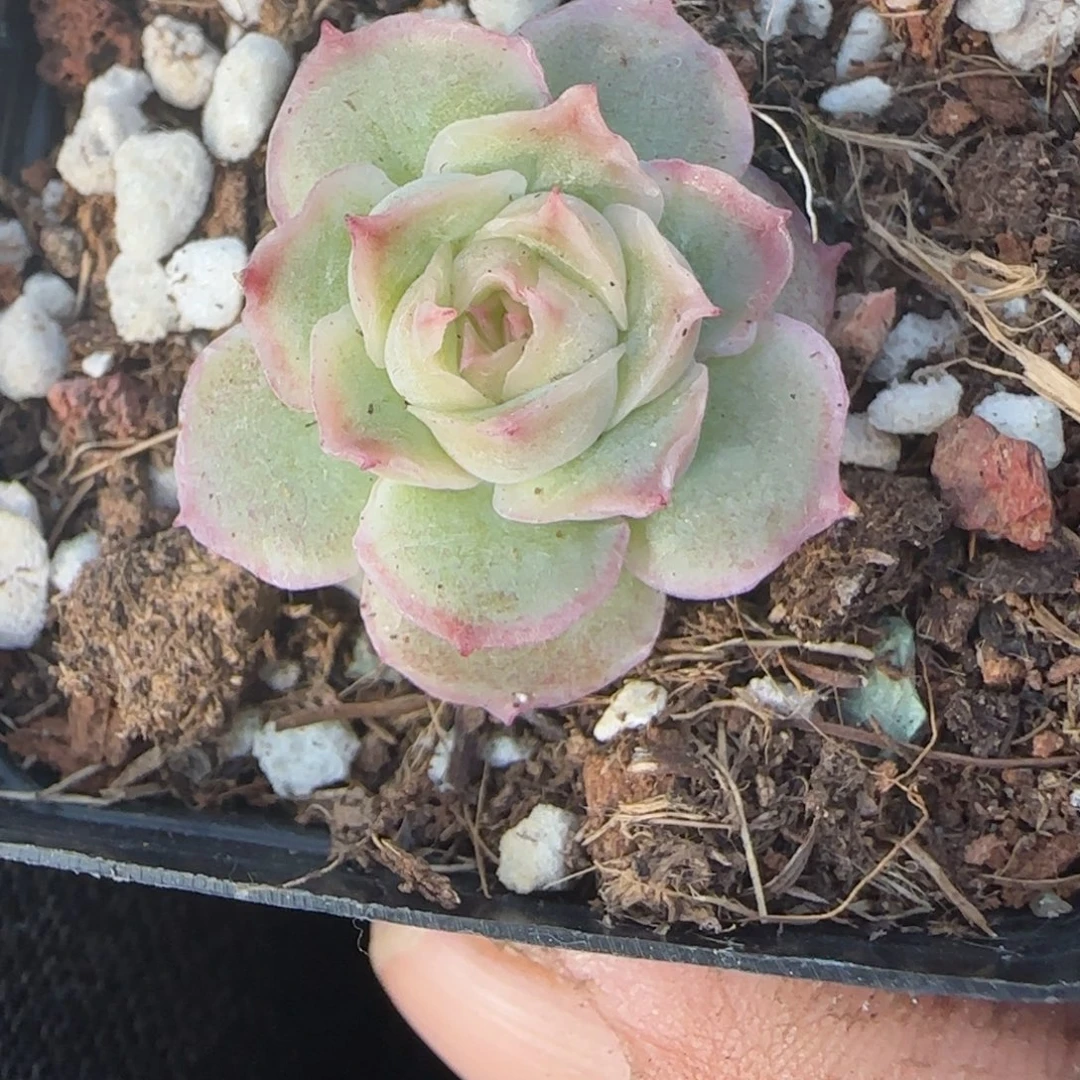 多肉小卡拉米糖心一物一拍