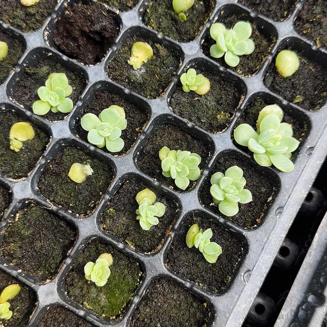 P137 中苗穴一个满25包邮