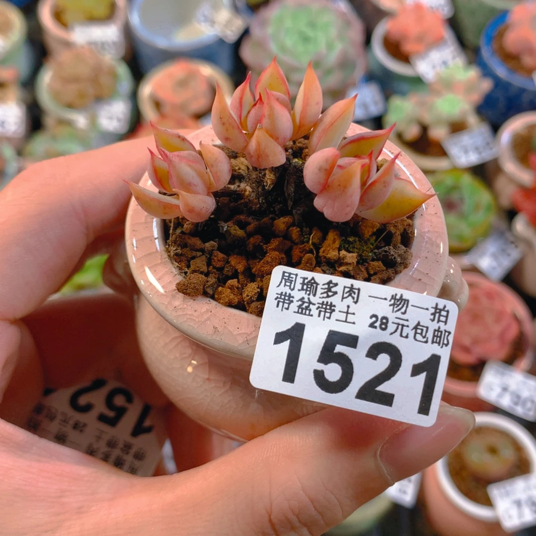 5厘米盆精控多肉1521