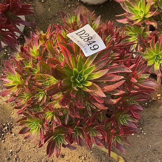 2849凤凰锦多肉法师