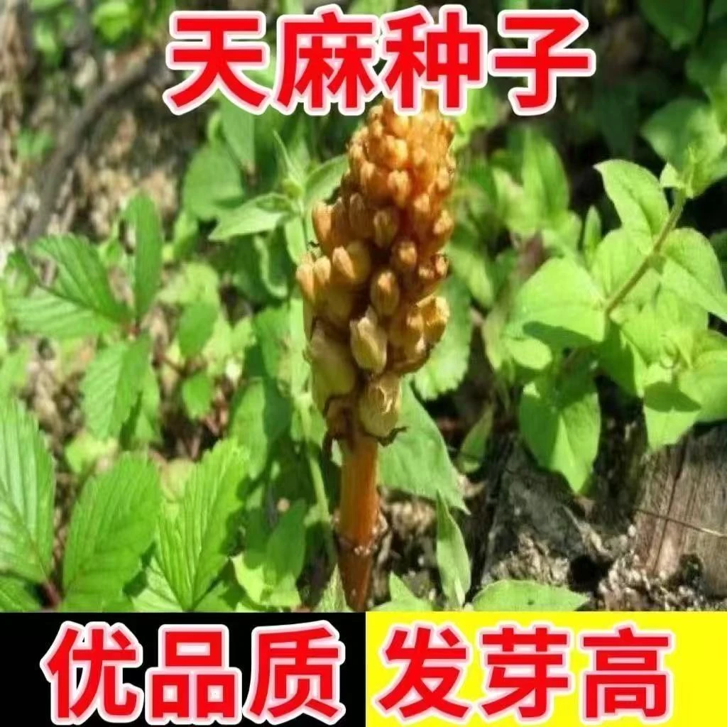 【越冬种植】天麻种子四季种植盆栽阳台天麻秋冬种植蔬菜种子YL商品图