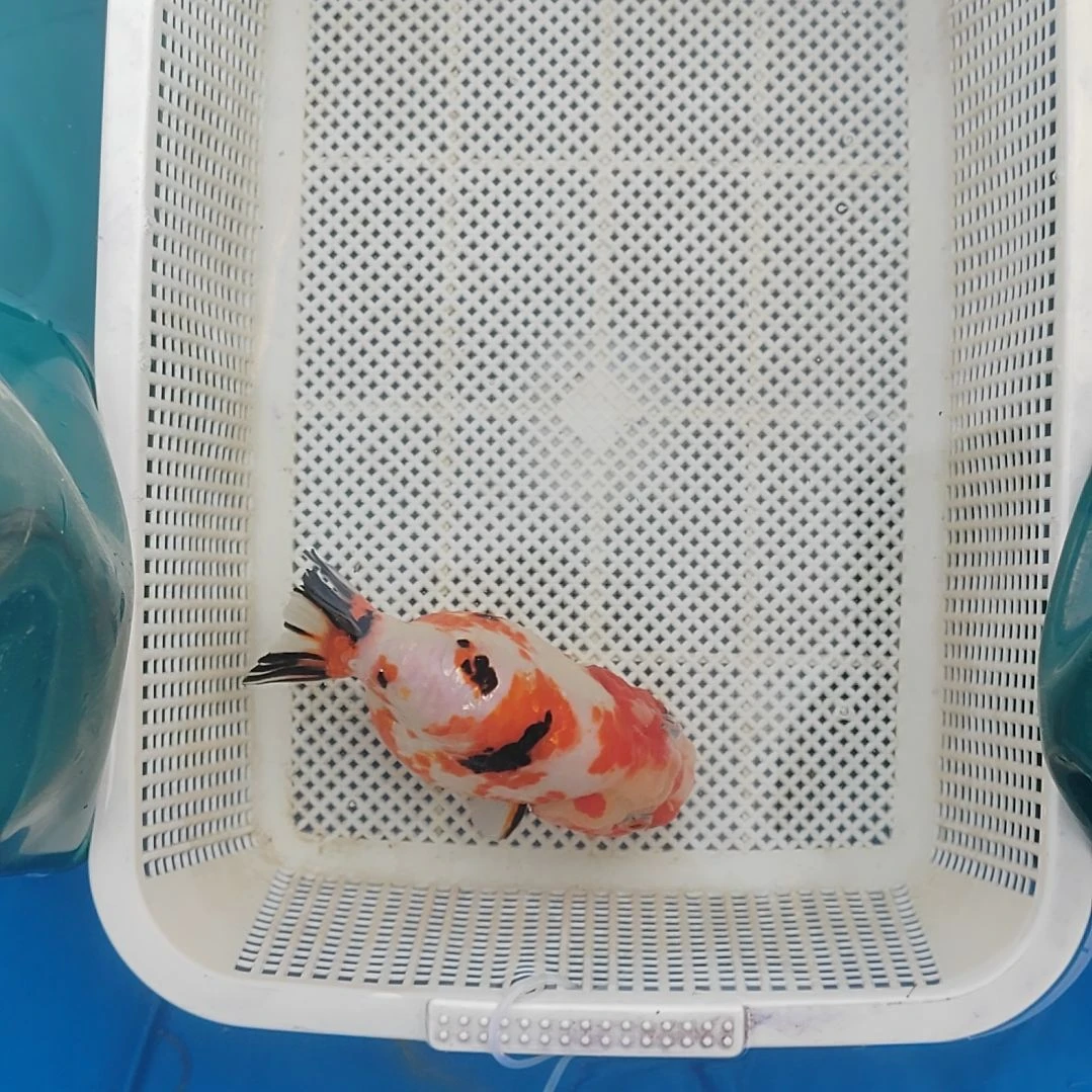 海水鱼兰寿专拍，包邮价格