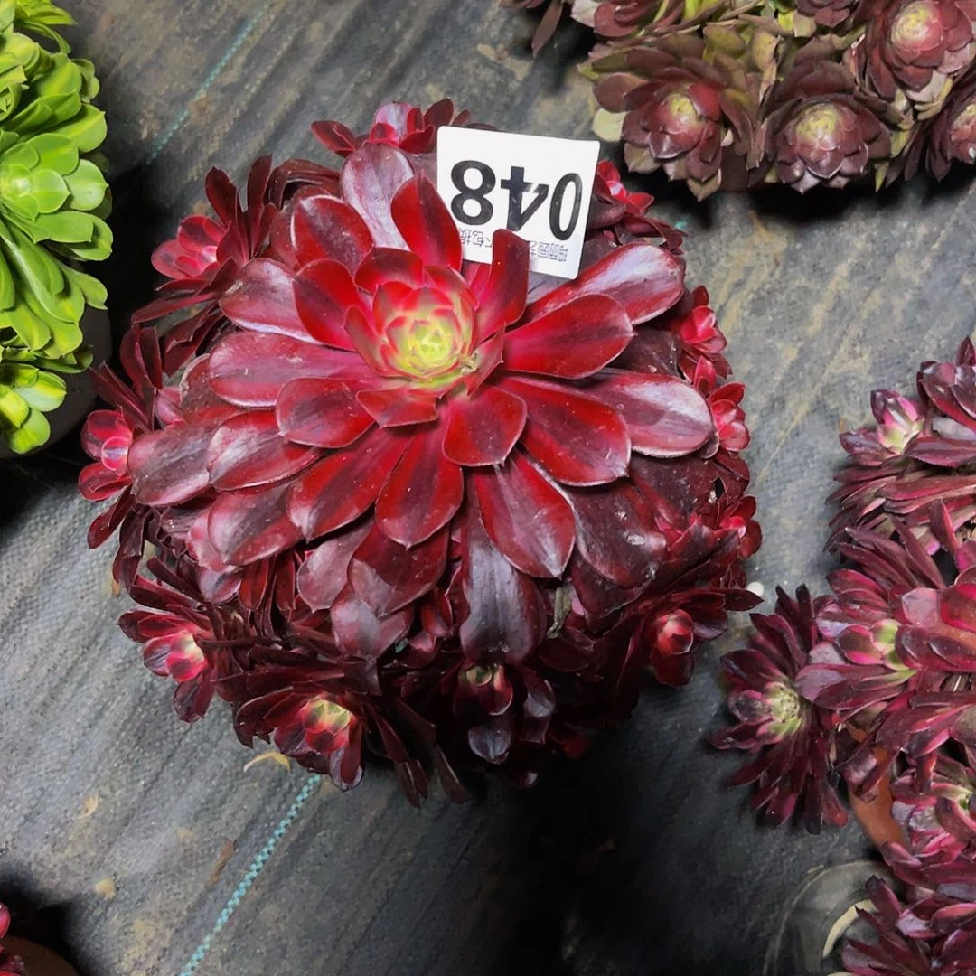 法师法师3/-12包邮法师