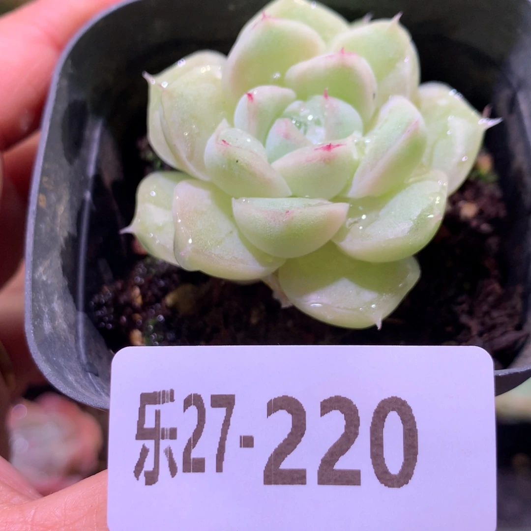 乐然27-220 麦秆