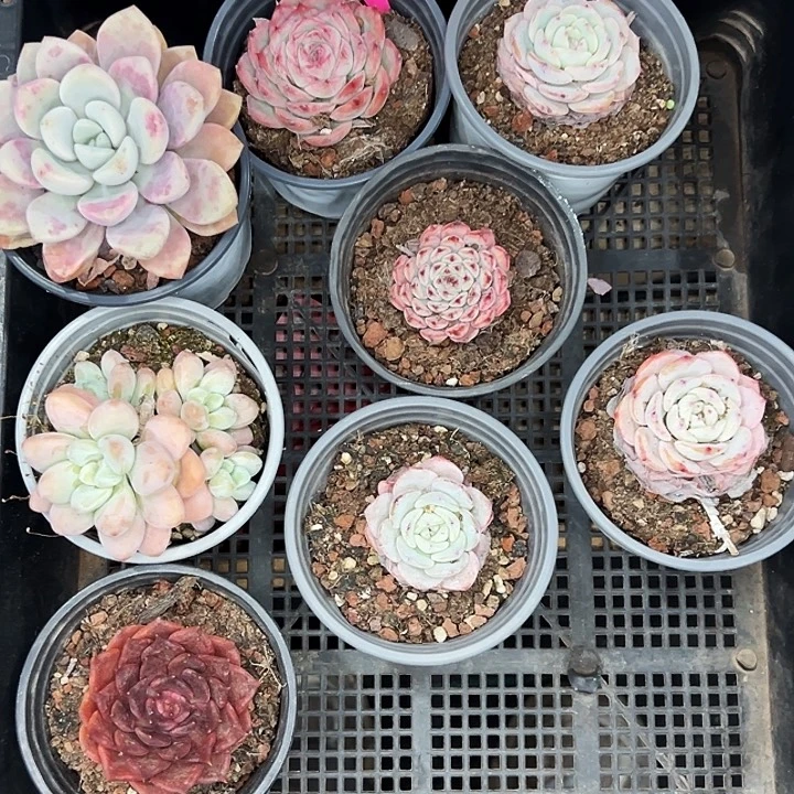 802号框。 福利多多