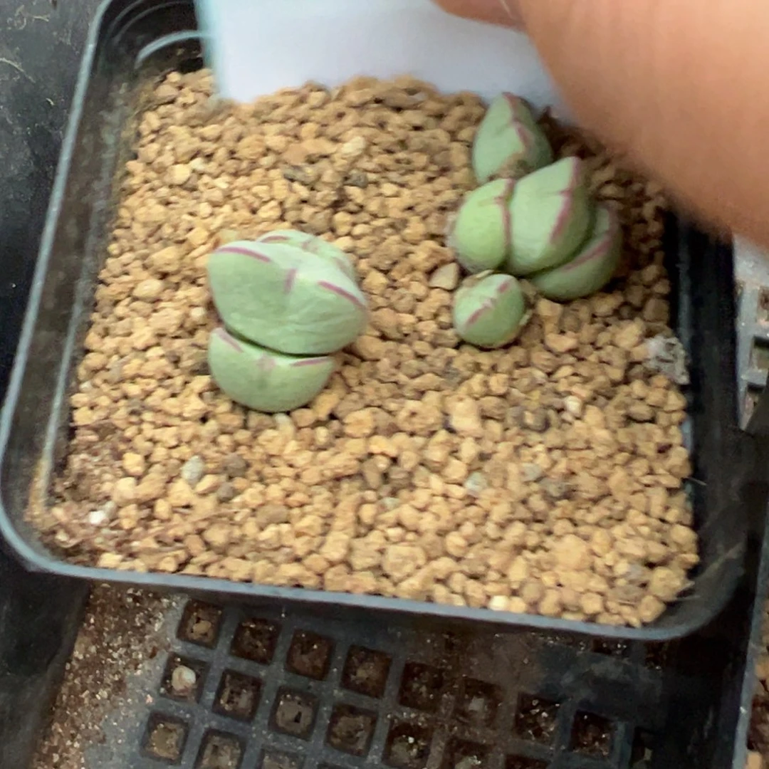 22-63少将多肉植物，