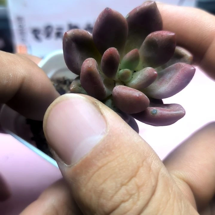 桃花源，满8.8包邮发货谢谢
