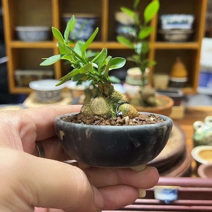 无花朵精品盆栽，茶台绿植