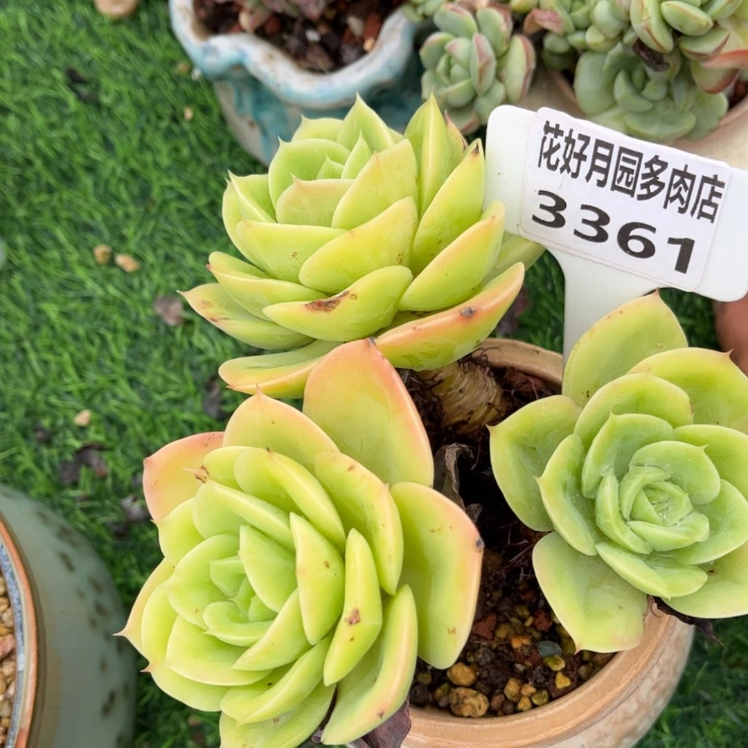 黑****多肉植物3361…不带盆