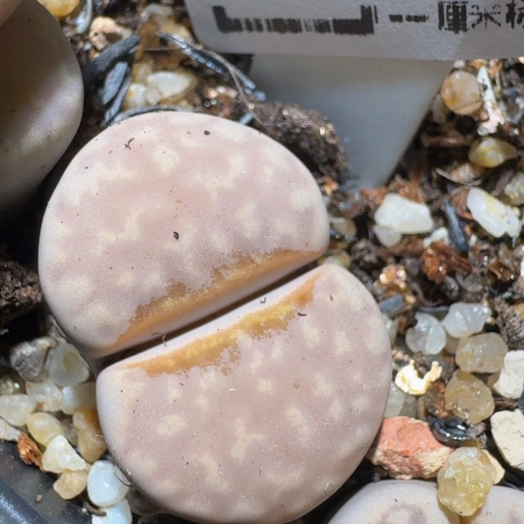 zzzz生石花肉锥1671