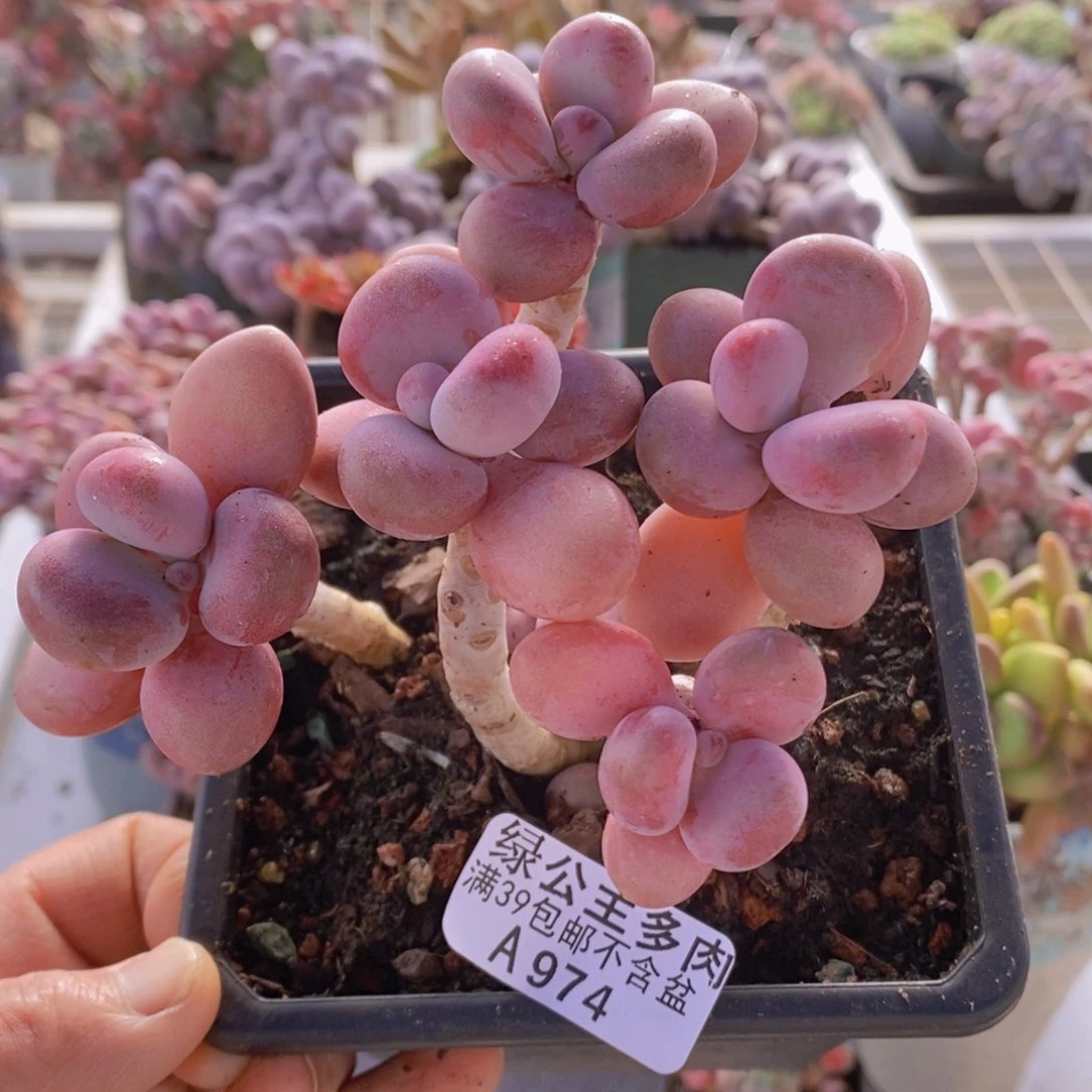 糖果桃蛋老桩10cm974多肉植物