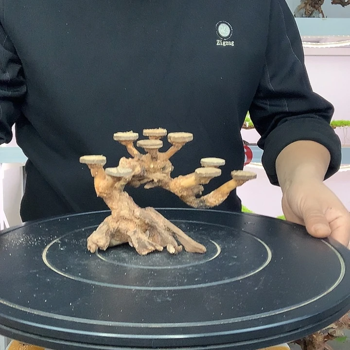宋***莫斯树24哈哈哈哈哈